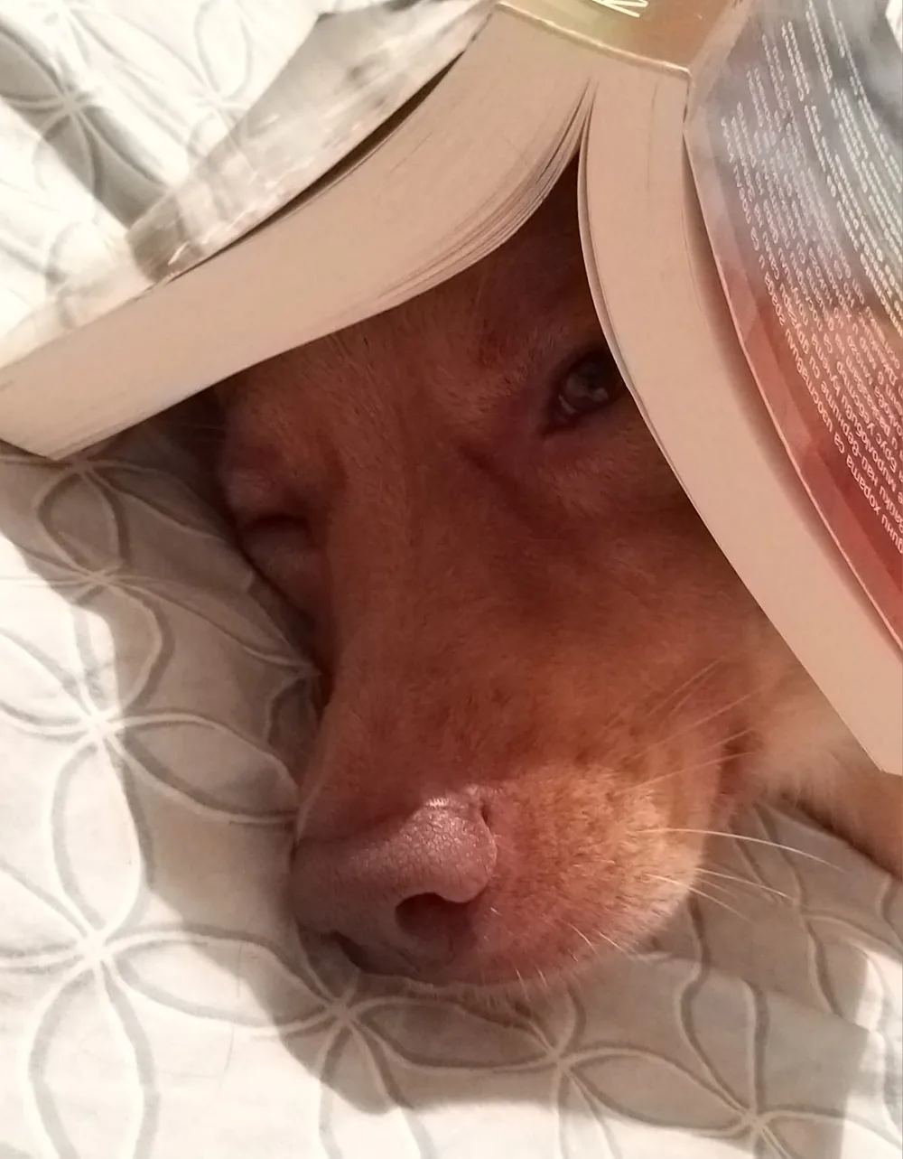 Photograph of a ginger dog dozing in bed with an open paperback resting over its head.