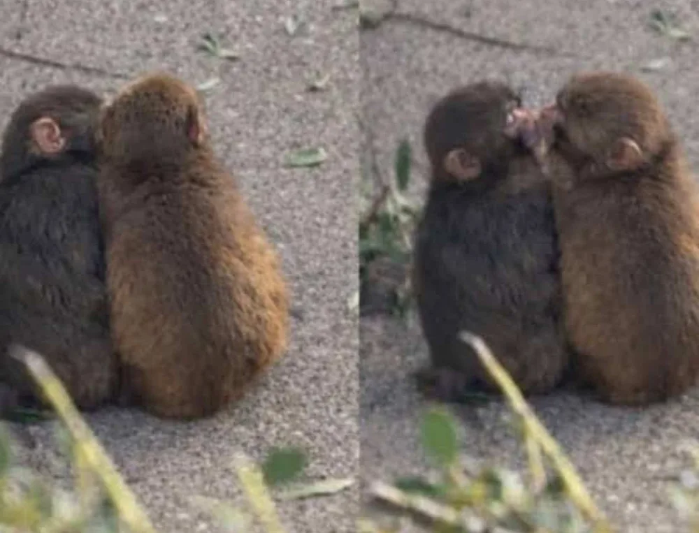 Two photographs side by side of the baby macaque sitting with another young monkey, who leans in to comfort him.