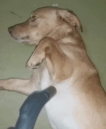 Photograph of a relaxed dog lying on the floor being groomed with a vacuum-cleaner nozzle.